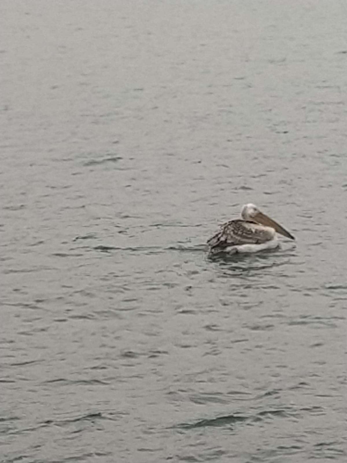 konyada-nadir-gorulen-misafir-vatandaslarin-ilgisini-cekti