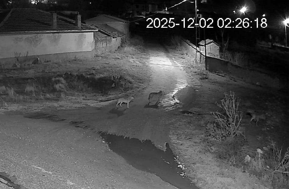 konyada-korku-dolu-anlar-ac-kalan-kurt-surusu-meydana-indi