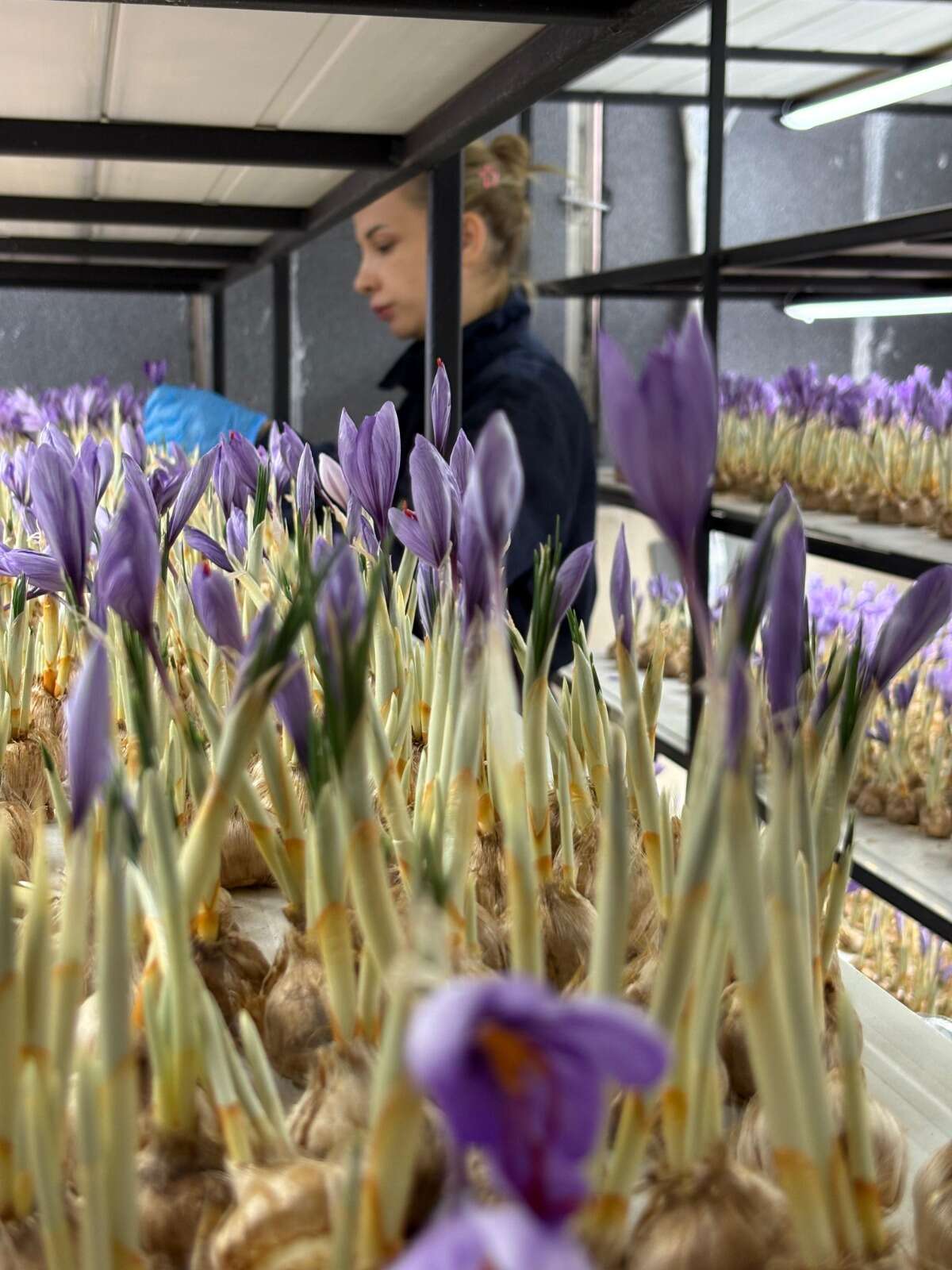 100-bin-lira-kazandiran-meslegi-birakti-50-metrekare-alanda-servet-kazaniyor