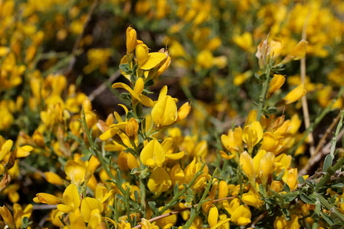dunyada-sadece-toroslarda-yetisen-sifa-deposu-kesfedildi-ermenek-borcagi