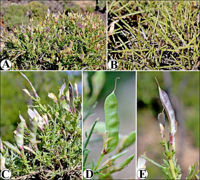 dunyada-sadece-toroslarda-yetisen-sifa-deposu-kesfedildi-ermenek-borcagi