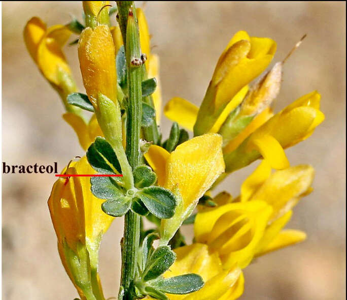 dunyada-sadece-toroslarda-yetisen-sifa-deposu-kesfedildi-ermenek-borcagi