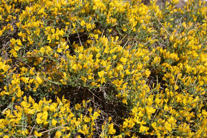 dunyada-sadece-toroslarda-yetisen-sifa-deposu-kesfedildi-ermenek-borcagi