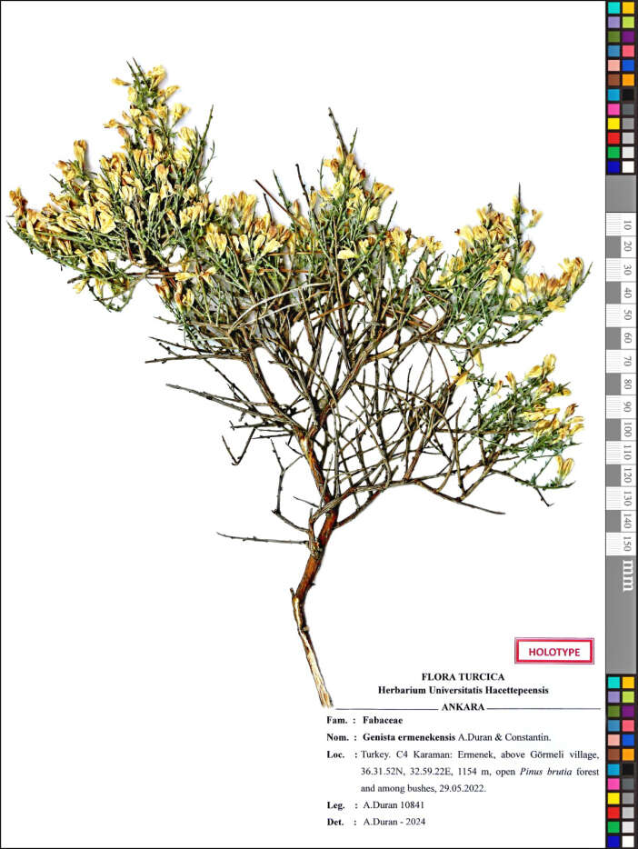 toroslarda-yeni-bitki-turu-kesfi-adi-1060370-314674