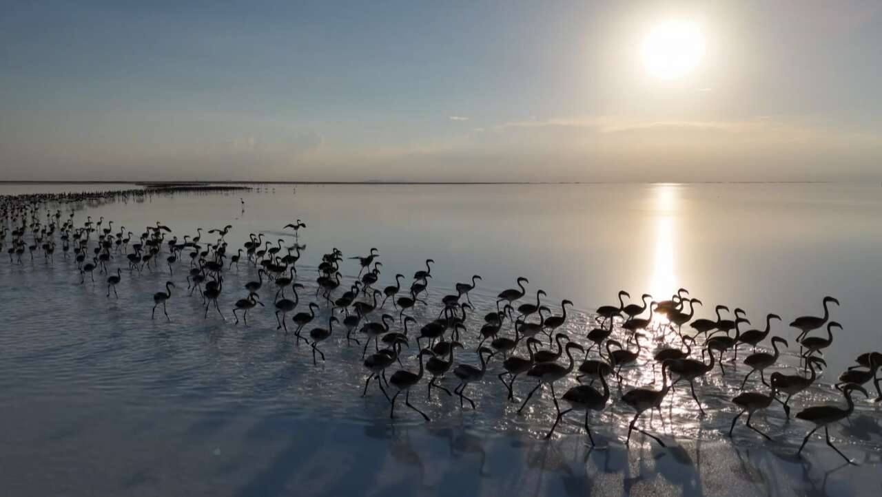 konyanin-flamingo-cennetinden-aci-haber-bu-manzaralar-tarih-oldu