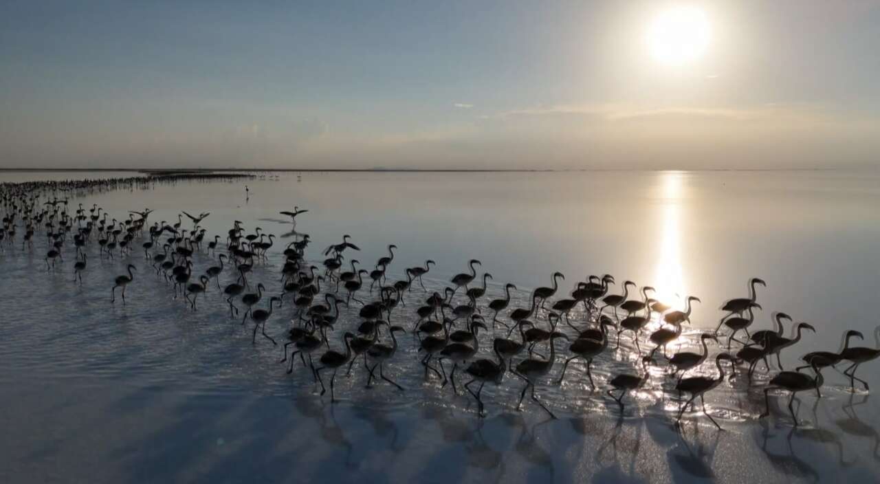 konyanin-flamingo-cennetinden-aci-haber-bu-manzaralar-tarih-oldu