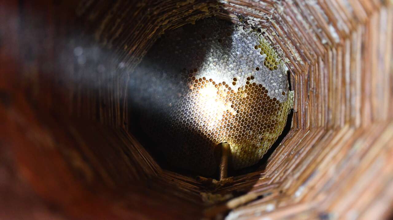 evin-en-guzel-noktasini-onlara-ayirdi-kilosunu-10-bin-liraya-satiyor