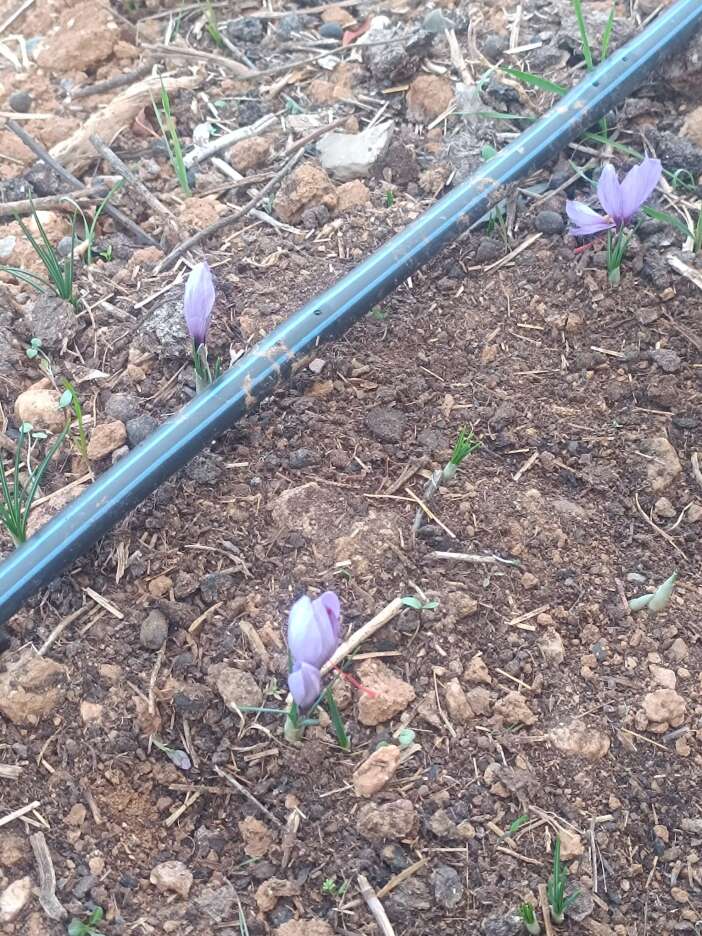 konyada-kadin-ureticinin-sifa-yolculugu-markaya-donustu