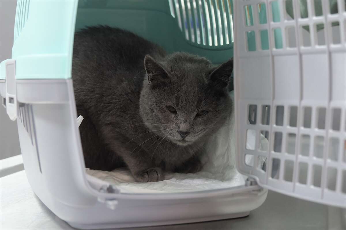 istahsiz-kedisini-veterinere-goturdu-hayatinin-sokunu-yasadi