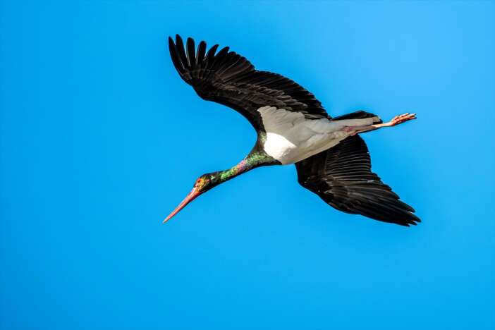 nadir-gorulen-kara-leylek-belemedikte-objektiflere-takildi