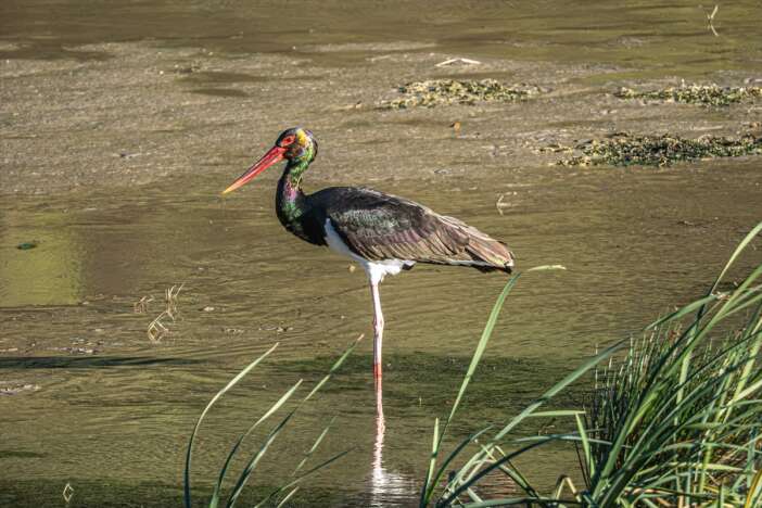 nadir-gorulen-kara-leylek-belemedikte-objektiflere-takildi