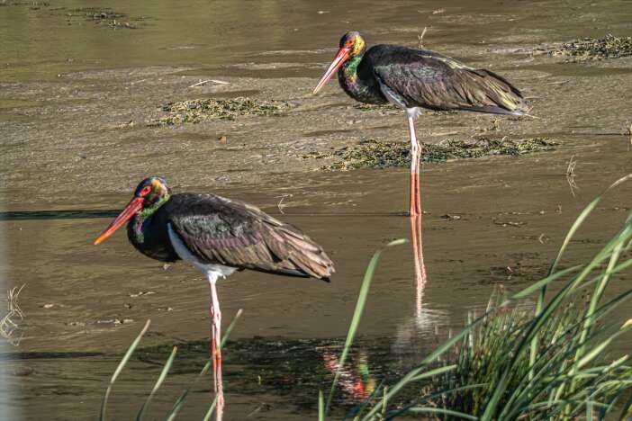 nadir-gorulen-kara-leylek-belemedikte-objektiflere-takildi