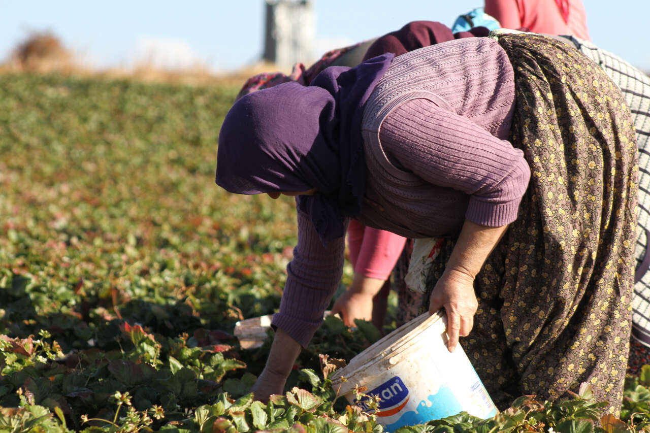 konyanin-kirmizi-altini-kisa-meydan-okuyor-sezon-uzadi-hasat-devam-ediyor
