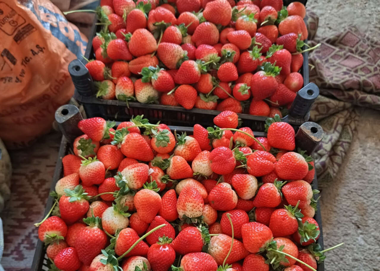 konyanin-kirmizi-altini-kisa-meydan-okuyor-sezon-uzadi-hasat-devam-ediyor