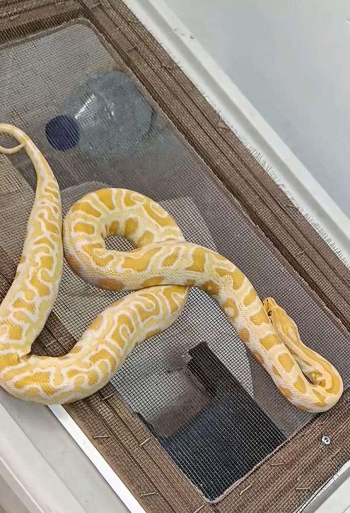 evde-kurulan-hayvanat-bahcesi-ekipleri-saskina-cevirdi