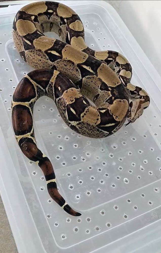 evde-kurulan-hayvanat-bahcesi-ekipleri-saskina-cevirdi