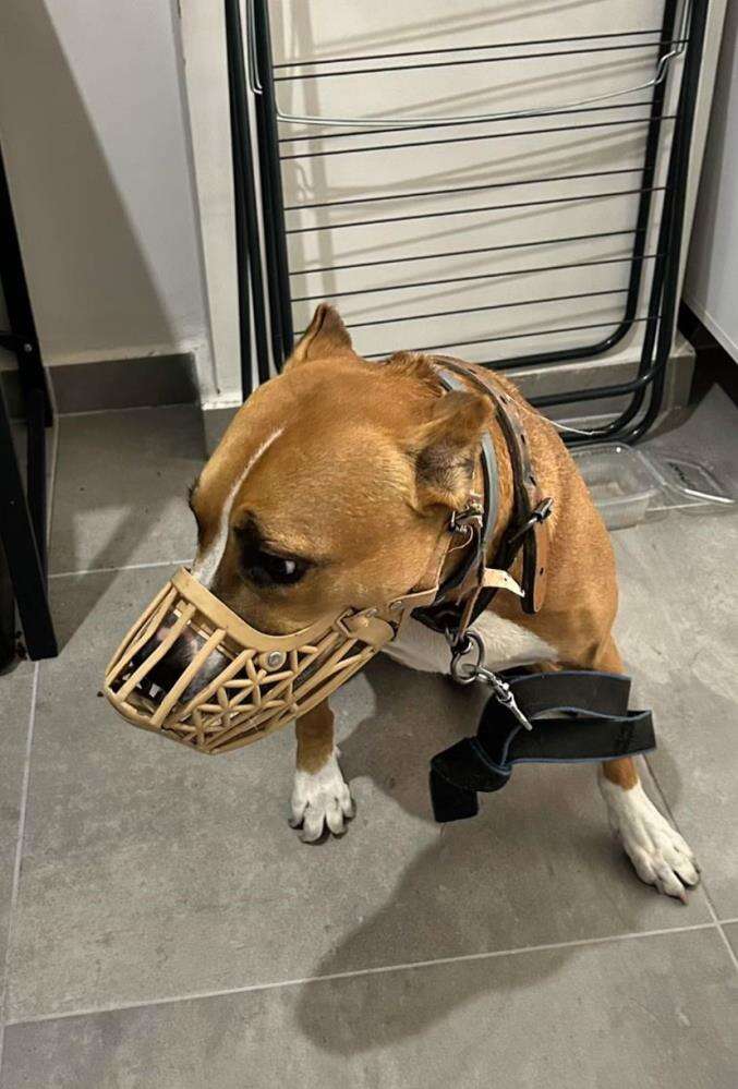 evde-kurulan-hayvanat-bahcesi-ekipleri-saskina-cevirdi