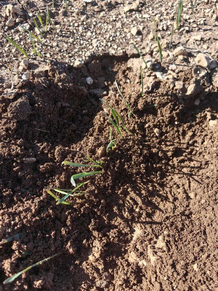 konyada-gecen-yil-ureticiyi-uzen-araziler-simdi-umut-veriyor