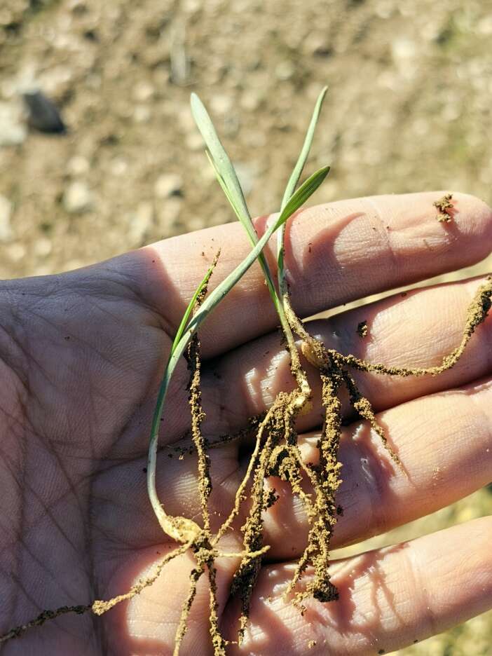 konyada-gecen-yil-ureticiyi-uzen-araziler-simdi-umut-veriyor