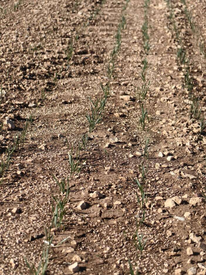 konyada-gecen-yil-ureticiyi-uzen-araziler-simdi-umut-veriyor