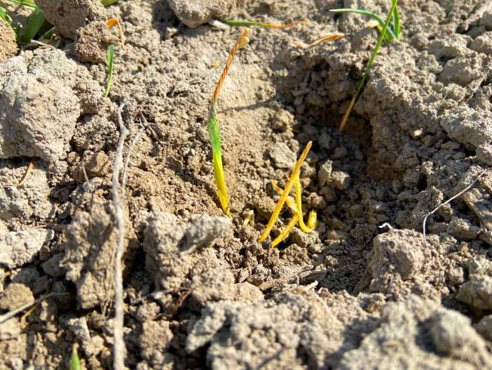 konya-ovasi-alarm-veriyor-kuraklik-kitligi-da-beraberinde-getiriyor