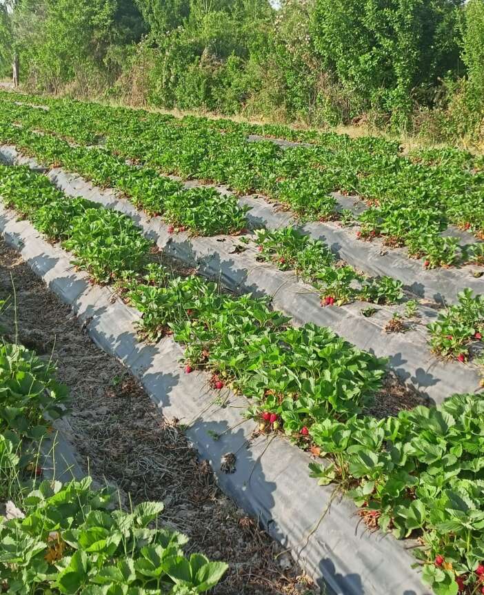 konya-cografi-isaretli-urun-sayisini-88e-cikardi