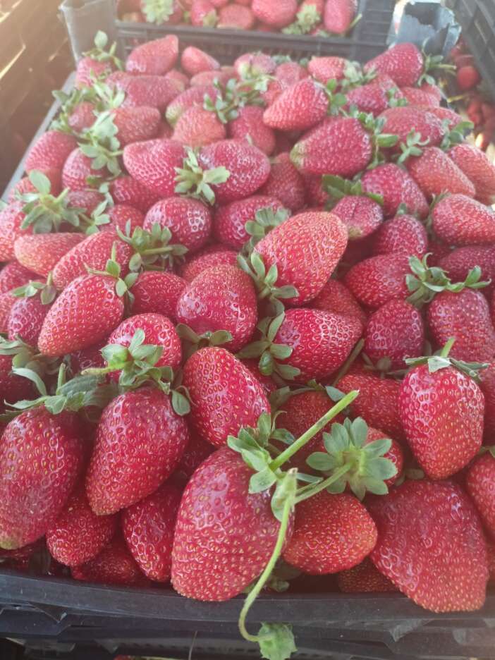 konya-cografi-isaretli-urun-sayisini-88e-cikardi