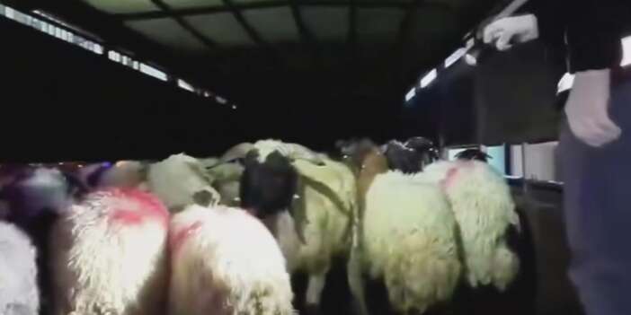 sonunda-bunu-da-yaptilar-koyunlarin-karnindan-cikanlar-sok-etti