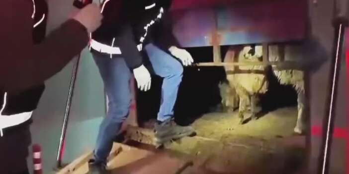 sonunda-bunu-da-yaptilar-koyunlarin-karnindan-cikanlar-sok-etti