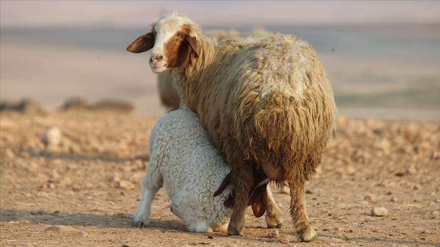 turkiyenin-dev-ciftliginde-bereket-60-bin-kuzu-dunyaya-geldi