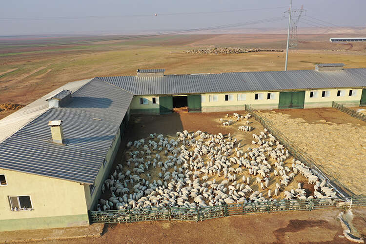 turkiyenin-dev-ciftliginde-bereket-60-bin-kuzu-dunyaya-geldi