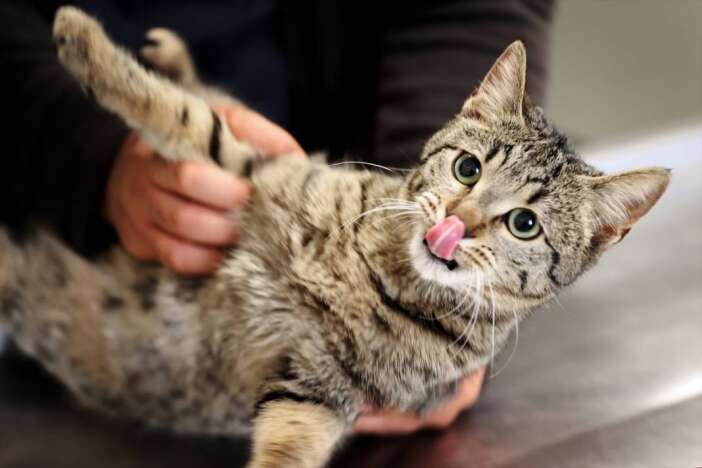 kedi-ve-kopek-sahipleri-icin-son-gun-cip-taktirmayana-ceza-var