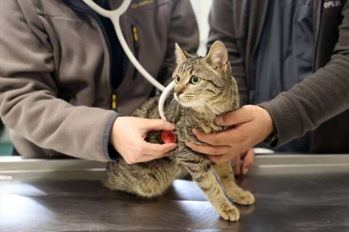 kedi-ve-kopek-sahipleri-icin-son-gun-cip-taktirmayana-ceza-var