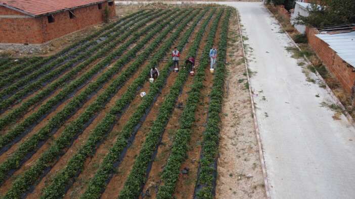 konyada-nufusu-azalan-ilceyi-kirmizi-altin-ayakta-tuttu