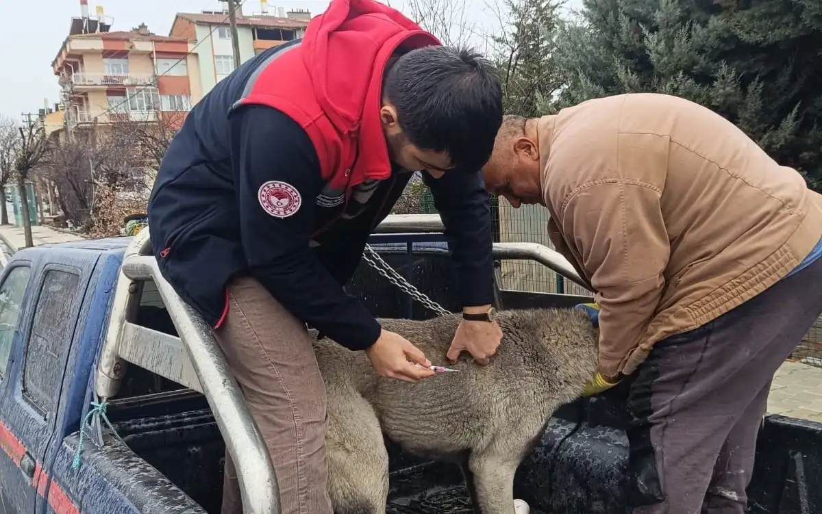 konyada-kopekler-kayit-altinda-hepsine-cip-takiliyor