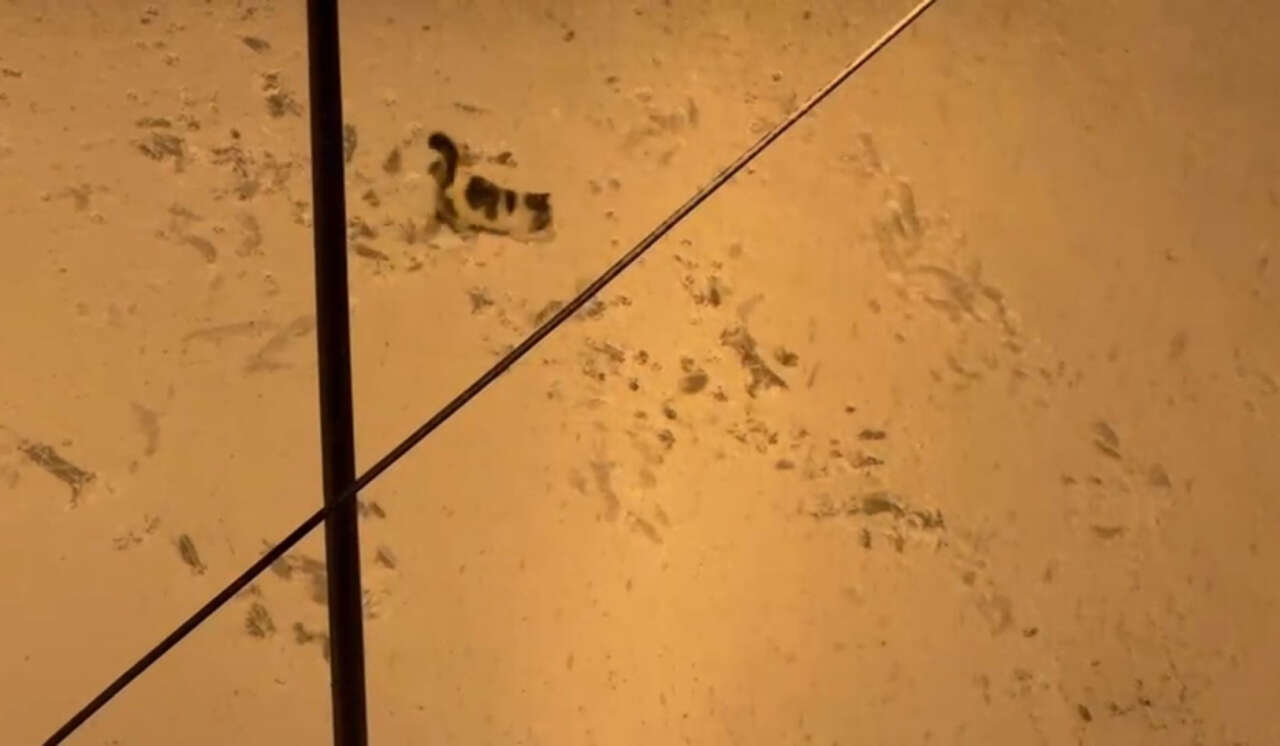 2026nin-ilk-karinda-yuzleri-gulduren-goruntu