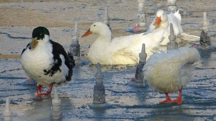 yeterince-kar-gormeyen-konya-dondu-sus-havuzlari-buz-tuttu