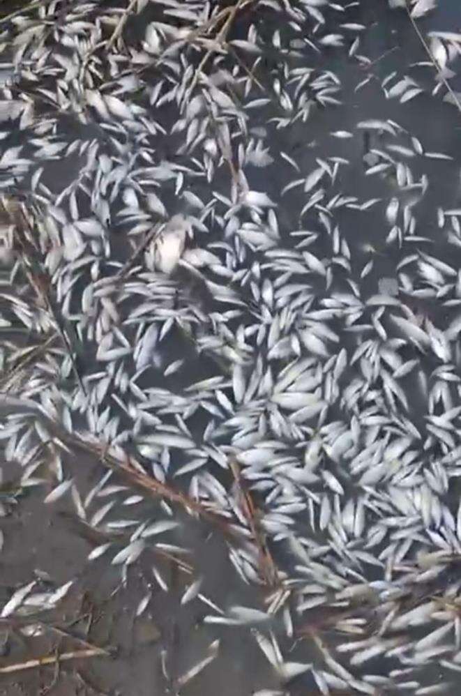 korkutan-manzara-dere-kenarinda-binlerce-balik-olu-bulundu