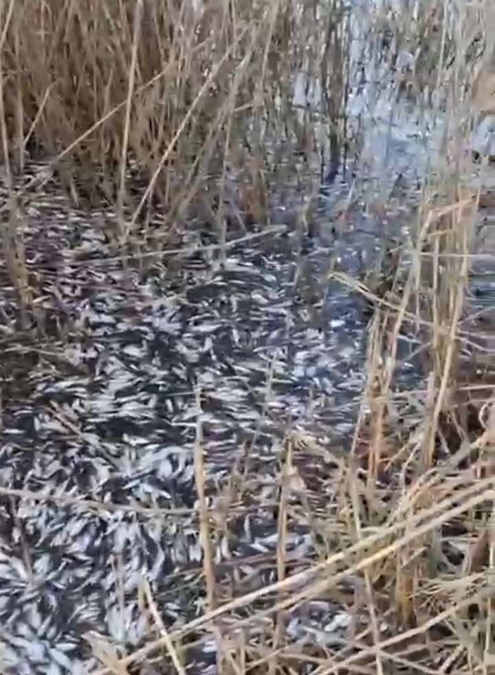 korkutan-manzara-dere-kenarinda-binlerce-balik-olu-bulundu