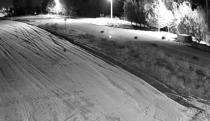 konyada-sehir-merkezine-kurtlar-indi