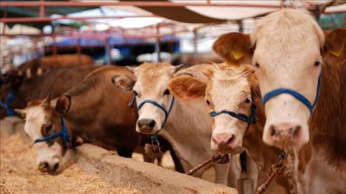 konyadan-sap-uyarisi-hastalik-ruzgarla-bile-yayilabilir