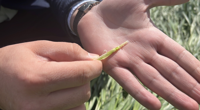 beklenen-kar-yagisini-goremeyen-konya-merkezini-zirai-don-vurdu