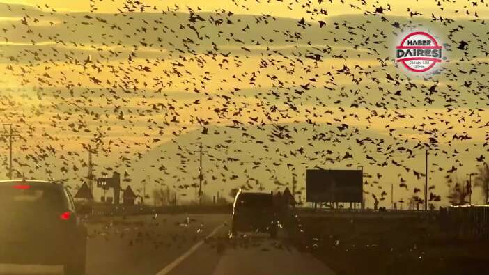 konyada-gun-batiminda-kuslarin-buyuleyici-dansi