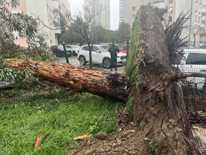 firtina-hayati-felc-etti-agac-5-aracin-uzerine-devrildi