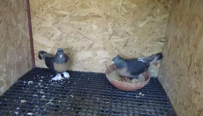 asansore-tuvaletini-yapan-17-yasindaki-hirsiz-yakalandi