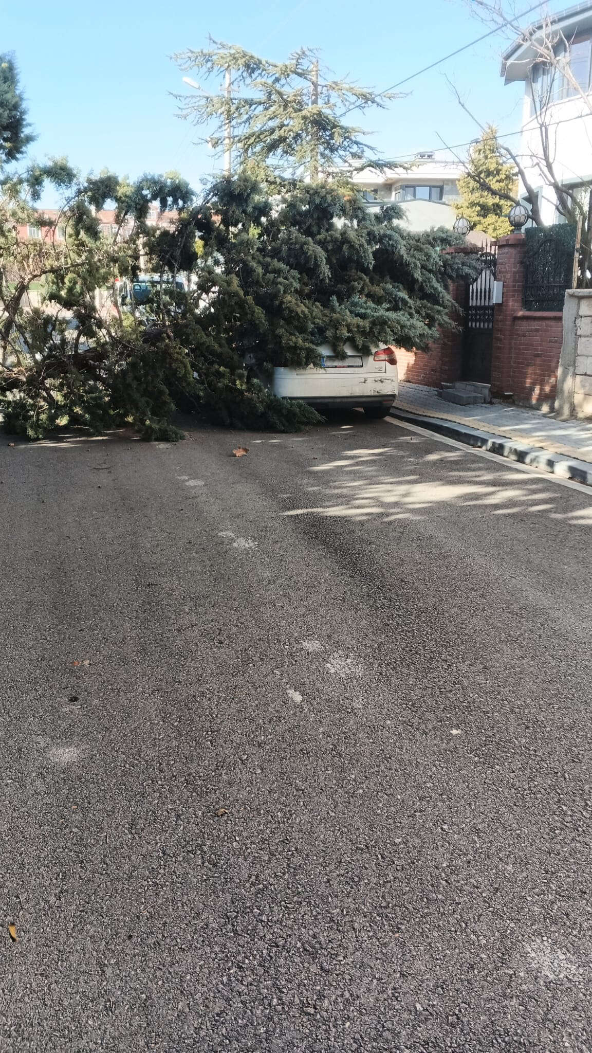 konyada-20-yillik-agac-firtinaya-dayanamadi-otomobilin-ustune-devrildi