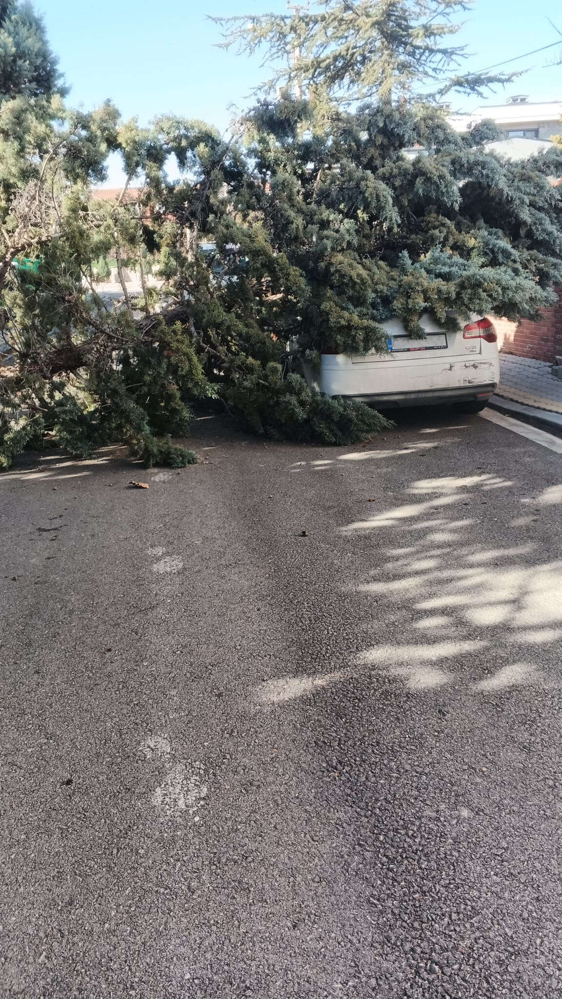 konyada-20-yillik-agac-firtinaya-dayanamadi-otomobilin-ustune-devrildi