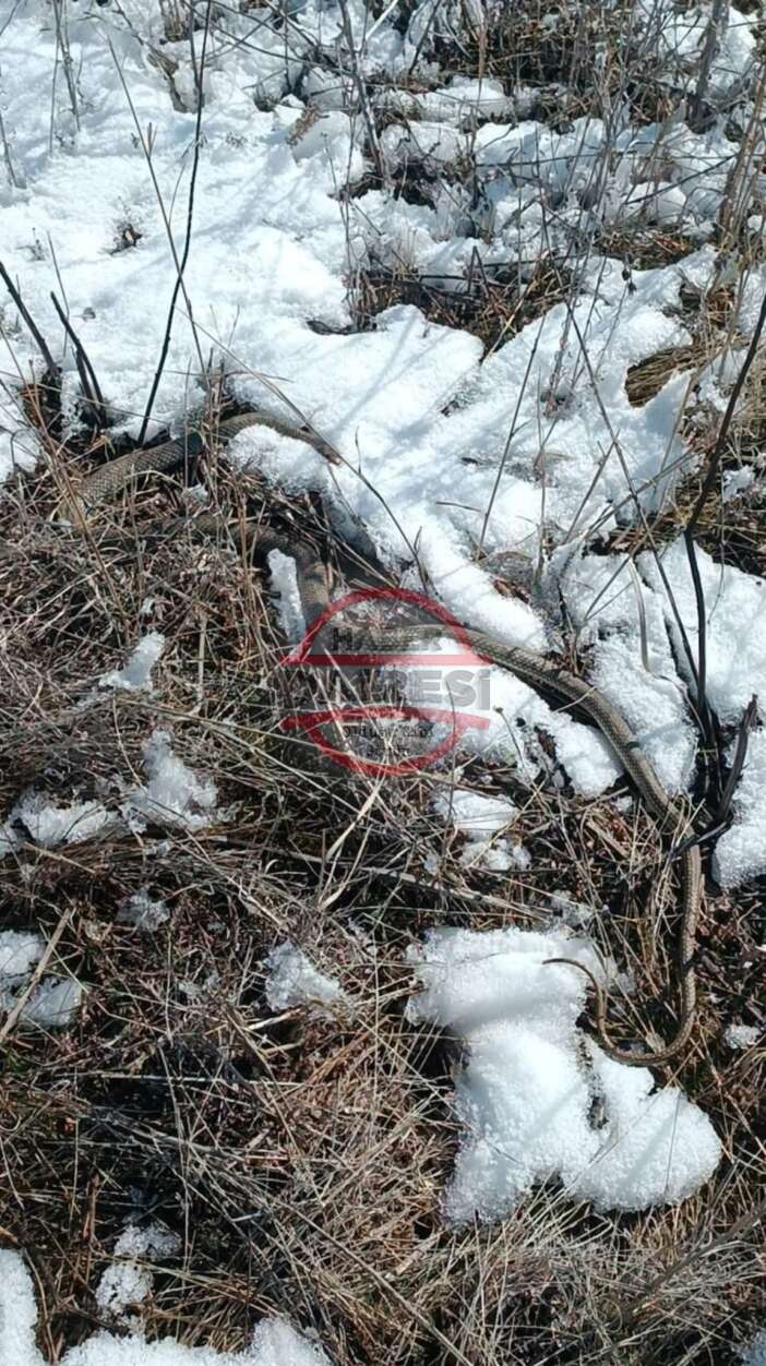 konyada-goruldu-bilim-dunyasi-da-saskin