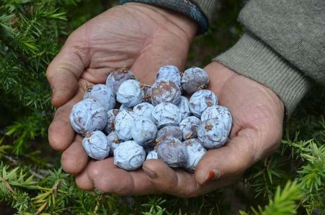 konyanin-bin-500-rakimli-sarp-daglarindan-gelen-sifa