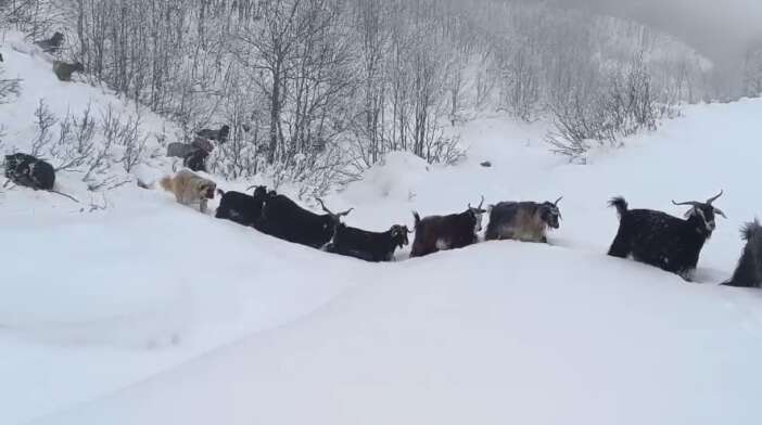 hayvanlarini-otlatan-coban-yaban-domuzunun-saldirisina-ugradi